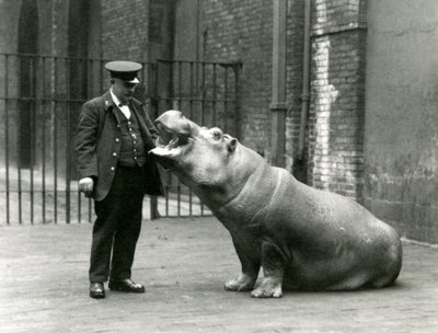 Fiatal víziló, Bobbie Ernie Bowman állattartónak ül, Londoni Állatkertben, 1923. július (bw fotó) alkotó: Frederick William Bond