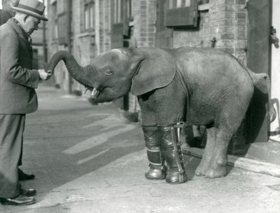 Fiatal törpe afrikai elefánt, Oojah sínekkel, angolkór-kezelés részeként, Londoni Állatkert, 1926 alkotó: Frederick William Bond