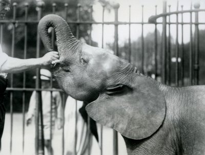 Fiatal nőstény afrikai törpe elefánt Oojah csemege, Londoni Állatkert, 1925. július alkotó: Frederick William Bond