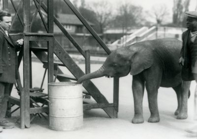 Fiatal nőstény afrikai törpe elefánt Oojah, aki egy hordót vizsgál a törzsével, miközben őrzője és kiképzője nézi, Londoni Állatkert, 1925. július alkotó: Frederick William Bond