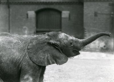 Fiatal nőstény afrikai törpe elefánt Oojah, aki felemeli a törzsét, hogy élvezze a londoni állatkertben, 1925. július alkotó: Frederick William Bond