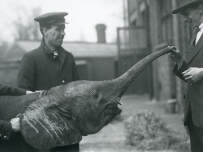 Fiatal nőstény afrikai törpe elefánt Oojah, aki felemeli a törzsét, hogy élvezze a londoni állatkertben, 1925. június alkotó: Frederick William Bond