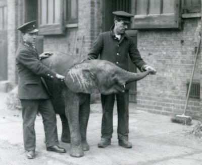 Fiatal nőstény afrikai törpe elefánt, Oojah felemeli a törzsét, hogy egy csemegét kapjon gondozóitól a londoni állatkertben, 1925. április alkotó: Frederick William Bond