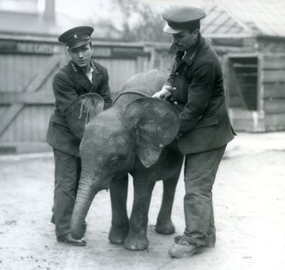 Fiatal nőstény afrikai törpe elefánt Oojah két állattartóval a londoni állatkertben 1925 áprilisában alkotó: Frederick William Bond