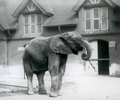 Fiatal hím afrikai elefánt, Kiberenge az Elephant House előtt, a londoni állatkertben, 1927. június alkotó: Frederick William Bond