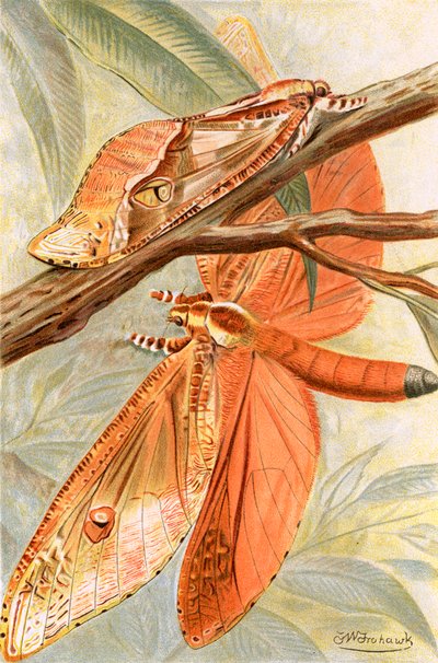 Óriási gyors lepke alkotó: Frederick William Frohawk