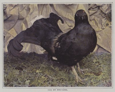 siketfajd (színes fotó) alkotó: French Photographer