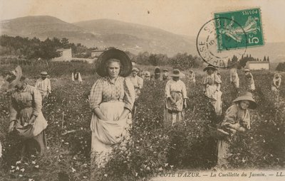 Cote dAzur, Jázmin szedése. 1913-ban feladott képeslap. alkotó: French Photographer