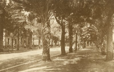 Hyeres, Avenue de la Gare, Allee de Palmiers (fekete-fehér fénykép) alkotó: French Photographer