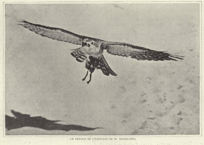 M Barrachin egyik madara alkotó: French Photographer