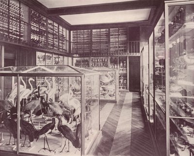 Párizs: Madárgaléria, Természettudományi Múzeum (f/w fotó) alkotó: French Photographer