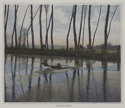 Szarvasúszás, hogy elkerülje a vadászatot (színes fotó) alkotó: French Photographer