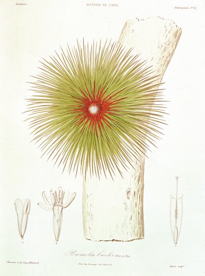 Az Andokban talált bromélia, Claudio Gay „Historia de Chile” című művéből, 1854 alkotó: French School