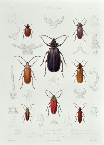 Chilében talált Coleoptera-gyűjtemény, illusztráció a „Historia de Chile”-ből, Lebrun metszete, 1854 alkotó: French School