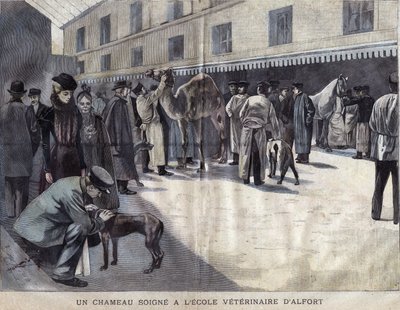 Egy teve gyógyul a Maison Alfort (Maison-Alfort) Állatorvosi Iskolában. 1899 illusztrációja a „La petite Gironde”-ban. alkotó: French School