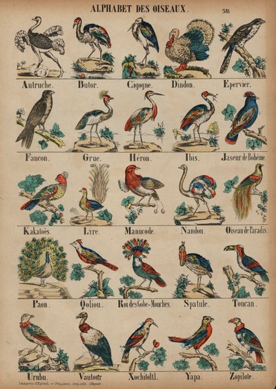 A madarak A-tól Z-ig (színes gravírozás) alkotó: French School
