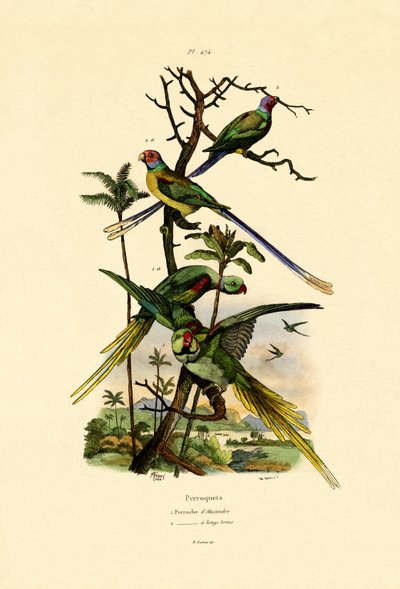 Alexandrine Parakeet, 1833-39 alkotó: French School