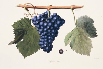 Ampelográfia, Szőlő Grenache Cotes du Rhone alkotó: French School