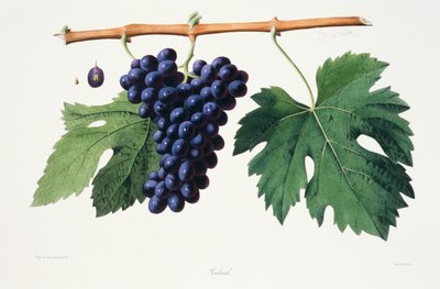 Ampelográfia, szőlő Poulsard Jura alkotó: French School