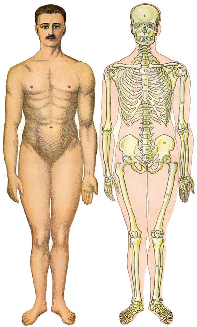 Az orvostudomány és higiénia új gyakorlati enciklopédiájának anatómiai összehajtható lapja, Dr. Rehm, Könyvesbolt Aristide Quillet 1922 - emberi test arc - meztelen férfi látható szex nélkül (gumi szex) a csontváza mellett alkotó: French School