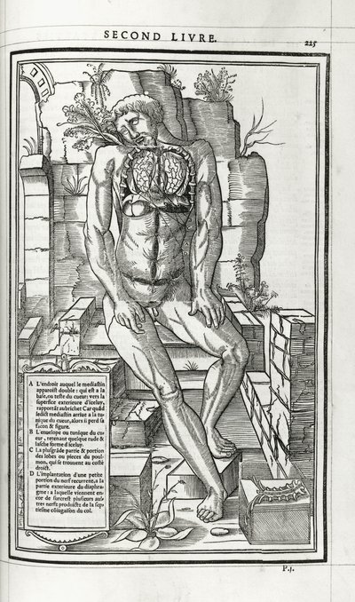Anatómiai illusztráció, 1546 alkotó: French School