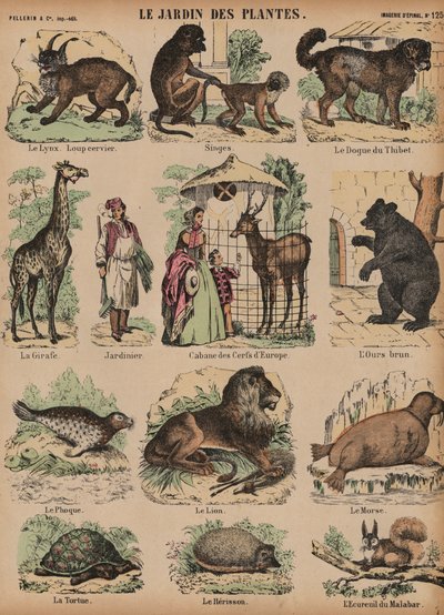 A Jardin des Plantes állatai, Párizs, Franciaország alkotó: French School