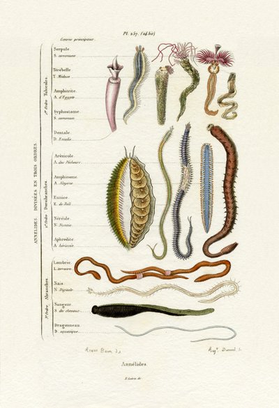 Annelids, 1833-39 alkotó: French School