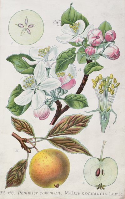 Almafa (Malus Communis) (színes metszet) alkotó: French School