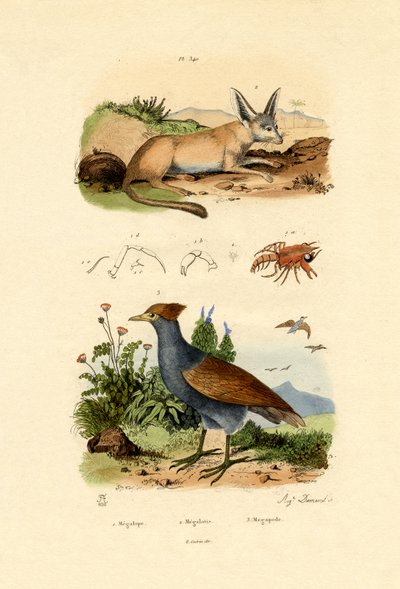 Denevérfülű róka, 1833-39 alkotó: French School