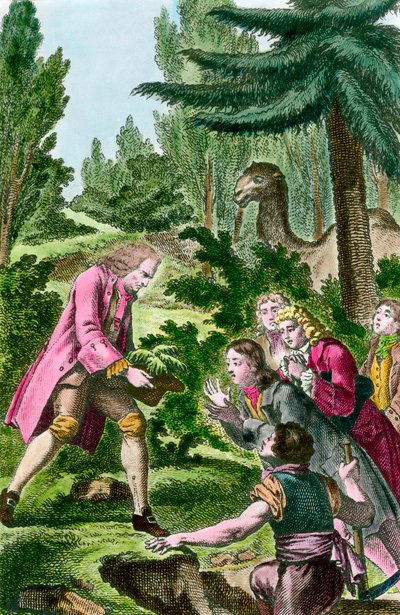 Bernard de Jussieu (1699-1777) libanoni cédrust ültet a párizsi növénykertbe 1734-ben. 18. századi metszet. alkotó: French School