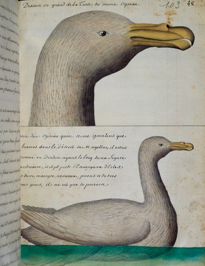 Madár a Magellán-szorosból, akvarell naplóból Jacques Gouin de Beauchesne (1652-1730), a Compagnie royale de la Mer du Sud kapitánya, 1698-tól 1701-ig, Franciaország alkotó: French School