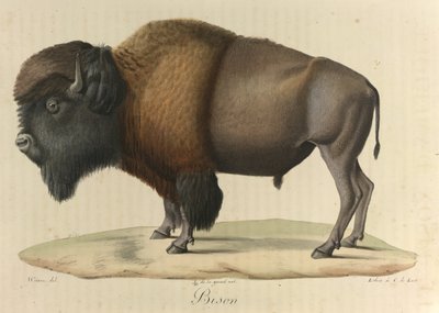 Bölény, az emlősök természettörténetéből (színes litho) alkotó: French School
