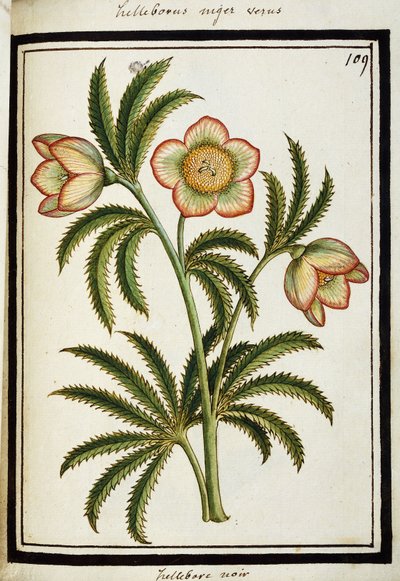 Fekete hunyor, 1700 körül alkotó: French School