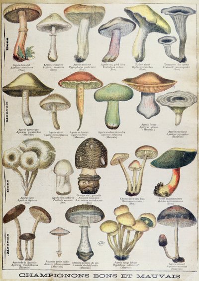 „Jó és rossz gombákat” ábrázoló botanikai tábla, 1900 körül (színes litó) alkotó: French School