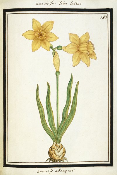 Nárcisz csokor, 1700 körül alkotó: French School