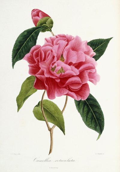 Camellia reticulata, 1839-1943 alkotó: French School