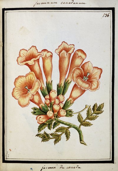Kanadai jázmin, 1700 körül alkotó: French School