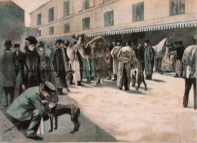 Egy teve gondozása az Ecole Nationale Veterinaire d