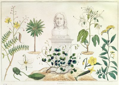 Carolus Linnaeus (1707-78) néhány általa besorolt növénytől körülvéve (színes metszet) alkotó: French School
