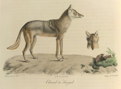 Sakál Szenegálból. Egy szenegáli sakál az emlősök természetrajzából (színes litho) alkotó: French School