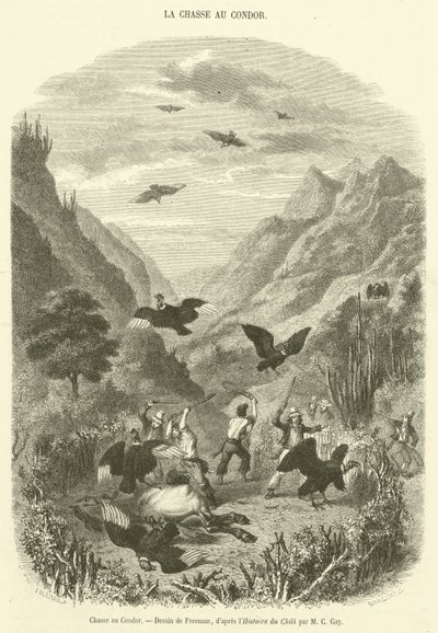 Condor Hunt (metszet) alkotó: French School