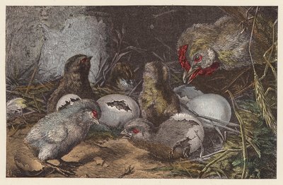 Kikelő fiókák (színes gravírozás) alkotó: French School