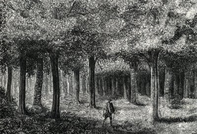 Cinchona faerdő, amely malária kezelésére szolgáló cinchona kérget termel, Peru (metszet) 1888 alkotó: French School