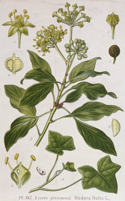 Ivy hegymászása alkotó: French School