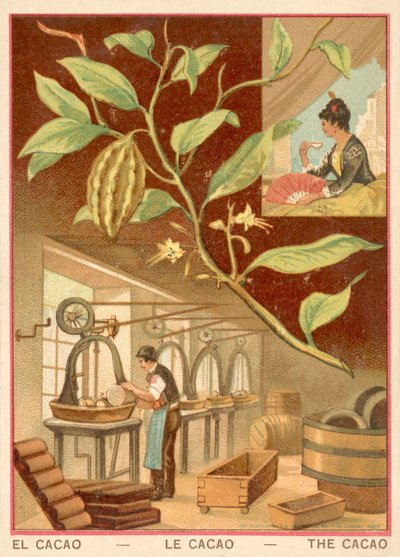 Kakaó (chromolitho) alkotó: French School