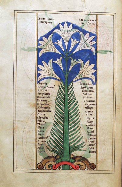 Tőkehal. Guelf. 1 Gud. lat. (31v) , Liliom (lily longiflorum), Liber Floridusból, Lambert de Saint-Omer 1120 körül alkotó: French School