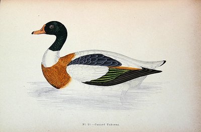 Common Shelduck (színes gravírozás) alkotó: French School