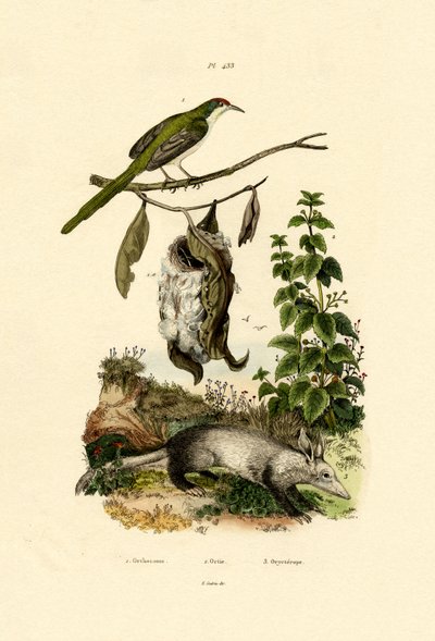 Közönséges Tailorbird, 1833-39 alkotó: French School