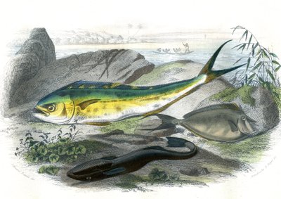 Coryphene Hippurus (coryphene tengeri keszeg, tevehal) - En bas: echeneis remora et le nason licornet - Bernard Germain de Lacepede (1856-1925) természetrajzából kivont lemez, P.Furme kiadás, Párizs alkotó: French School
