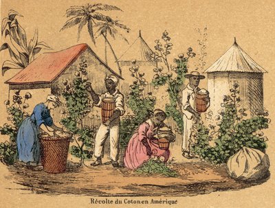 Pamut (színes gravírozás) alkotó: French School